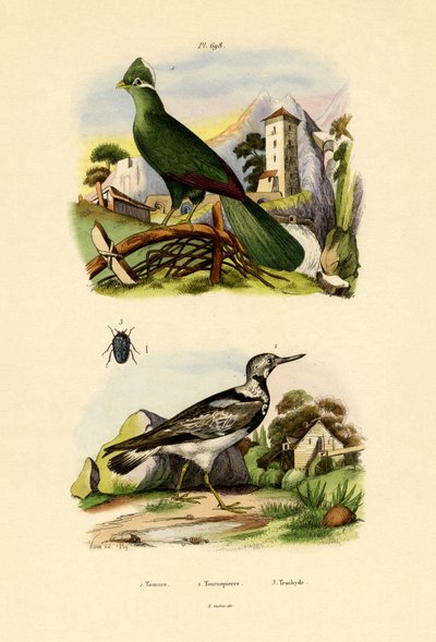 Turako von French School