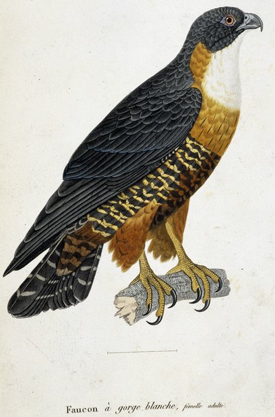 Weißkehlfalke, erwachsenes Weibchen von French School