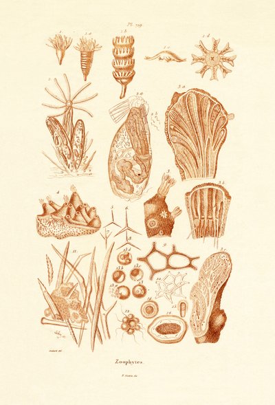 Zoophyten von French School