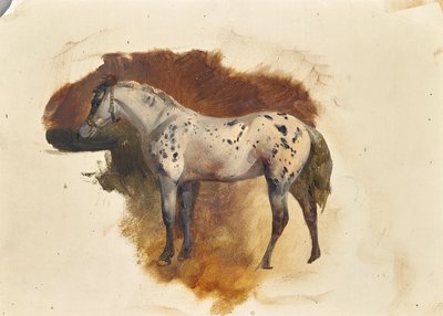 Gefleckter Schimmel von Friedrich August Mathias Gauermann