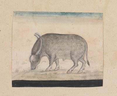 Ein Wasserbüffel von Gangaram Chintaman Tambat