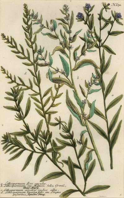 Gromwell-Arten, Lithospermum-Arten von Georg Dionysius (after) Ehret