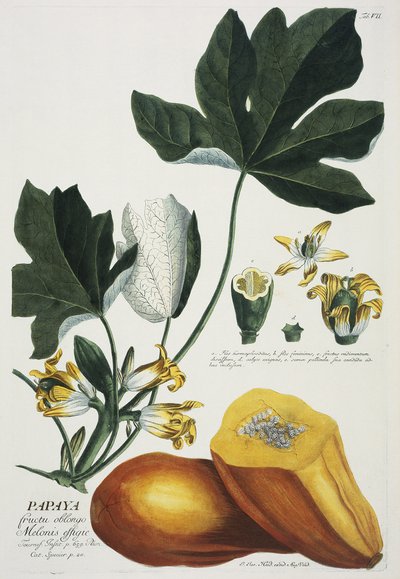 Papaya von Georg Dionysius Ehret