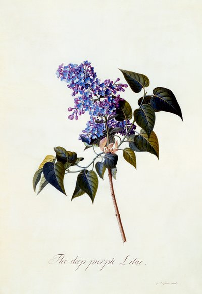 Die tiefpurpurne Flieder von "Georg Dionysius Ehret
