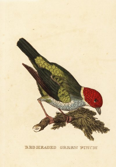 Kupferkopftangare, Tangara gyrola von George (after) Edwards