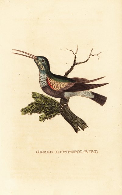 Schwarzbauchkolibri, Eupherusa nigriventris, Weibchen von George (after) Edwards