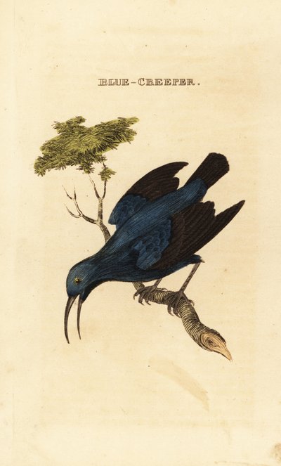 Purpurhonigsauger, Cyanerpes caeruleus von George (after) Edwards