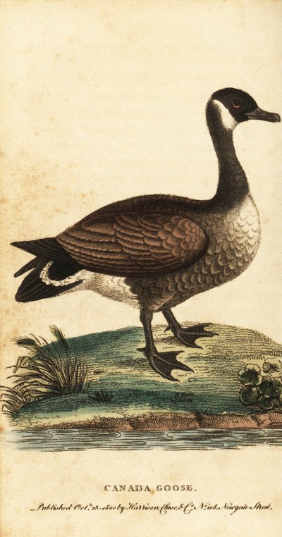 Kanadagans, Branta canadensis, 1800 (Gravur) von George Edwards