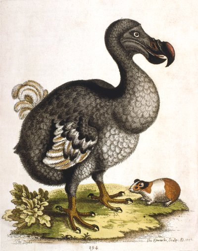 Dodo und Meerschweinchen von George Edwards