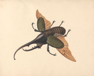 Herkuleskäfer von George Edwards