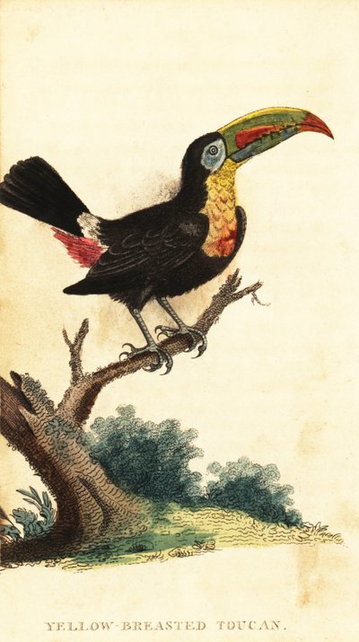 Fischertukan, Ramphastos sulfuratus (Gravur) von George Edwards