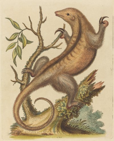 Zwergameisenbär von George Edwards