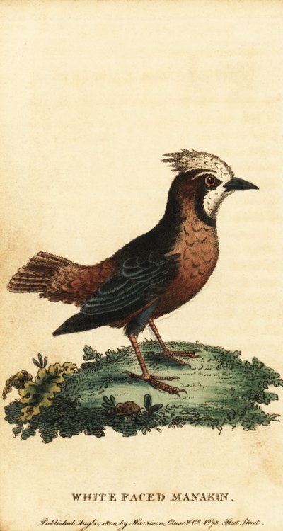 Weißgekrönter Ameisenvogel, Pithys albifrons (Gravur) von George Edwards