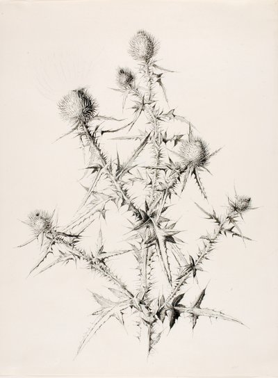 Ohne Titel (Distel) von George Elbert Burr