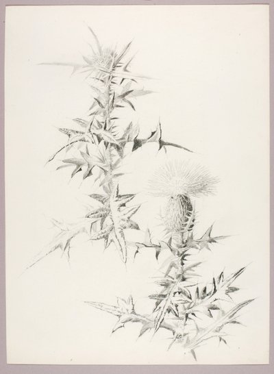 Ohne Titel (Distel) von George Elbert Burr