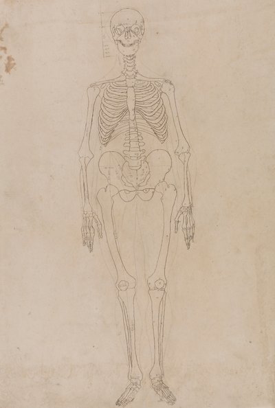 Menschliches Skelett, Vorderansicht von George Stubbs