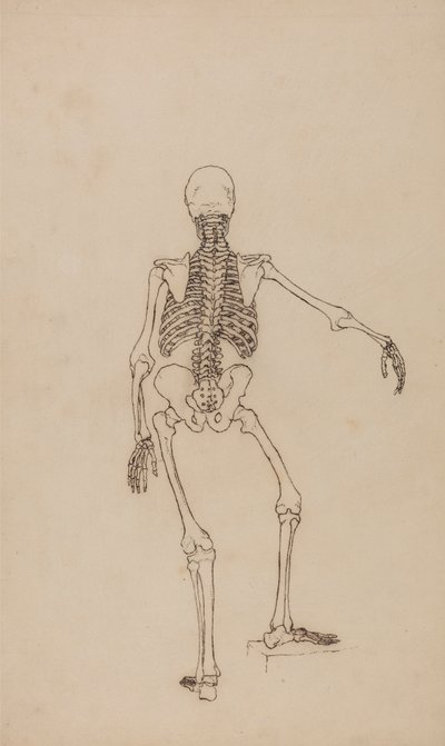 Menschliches Skelett, Rückansicht von George Stubbs