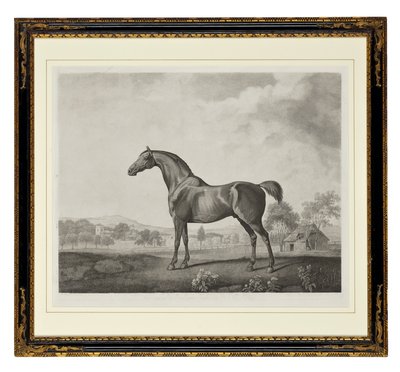 Sweetwilliam von George Townley Stubbs