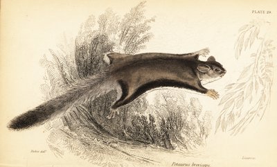 Zuckersegler, Petaurus breviceps (Stich) von Georges Robert Waterhouse