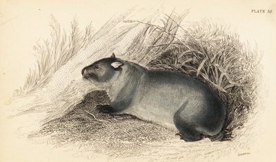 Wombat, Vombatus ursinus von Georges Robert Waterhouse