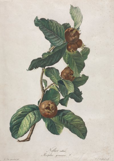 Kultur-Mispel (Mespilus germanica) von Gerard van Spaendonck