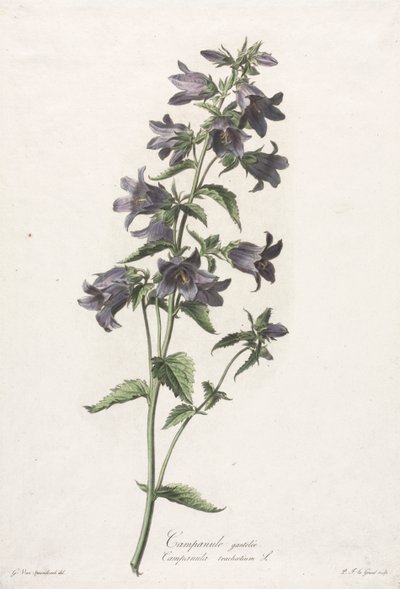 Blumen nach der Natur gezeichnet: Glockenblume von Gerard van Spaendonck