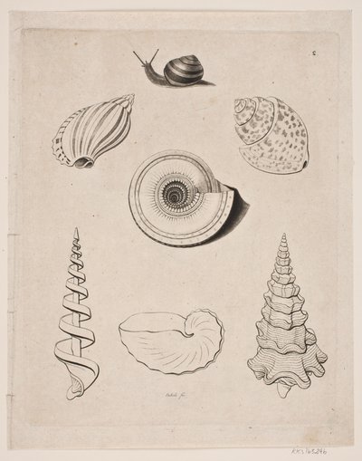 Tafel mit Schnecken von Gerhard Ludvig Lahde