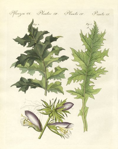 Akanthuspflanzen von German School