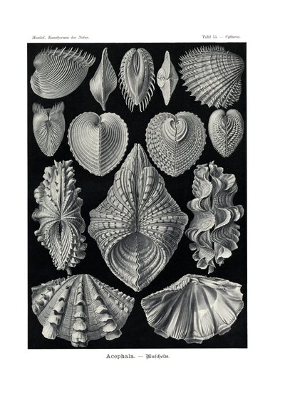 Acephala von German School
