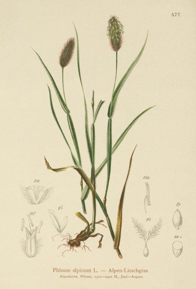 Alpen-Katzenschwanz (Phleum alpinum) von German School