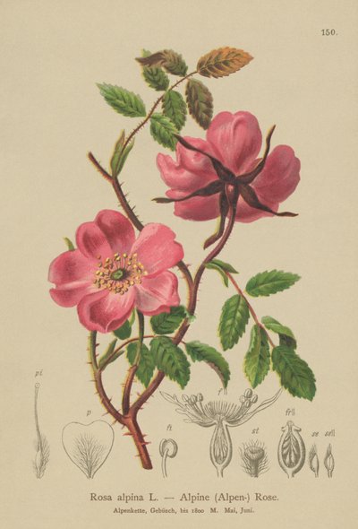 Alpen-Heckenrose von German School