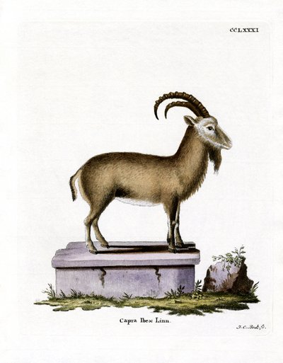 Alpensteinbock von German School
