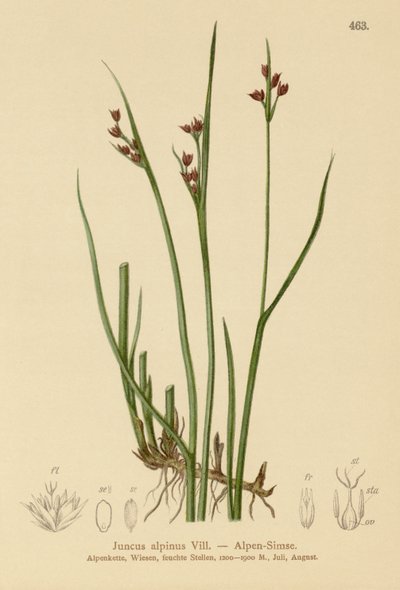 Alpenbinse (Juncus alpinus, Juncus alpinoarticulatus) von German School