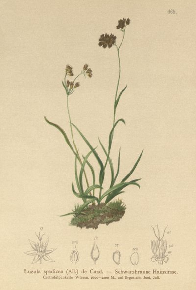Alpen-Hainsimse (Luzula alpinopilosa, Luzula spadicea) von German School