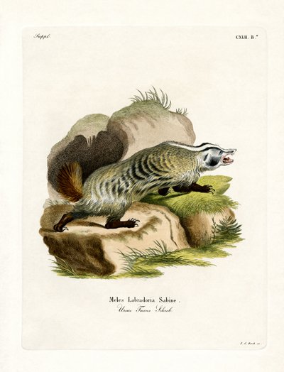Amerikanischer Dachs von German School