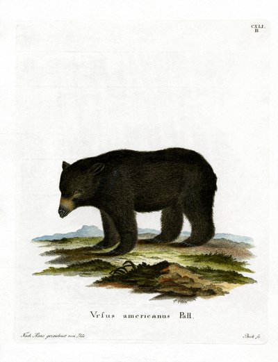 Amerikanischer Schwarzbär von German School