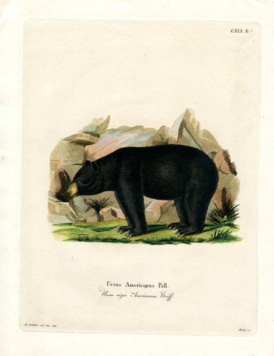 Amerikanischer Schwarzbär von German School