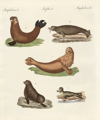 Amphibien von German School