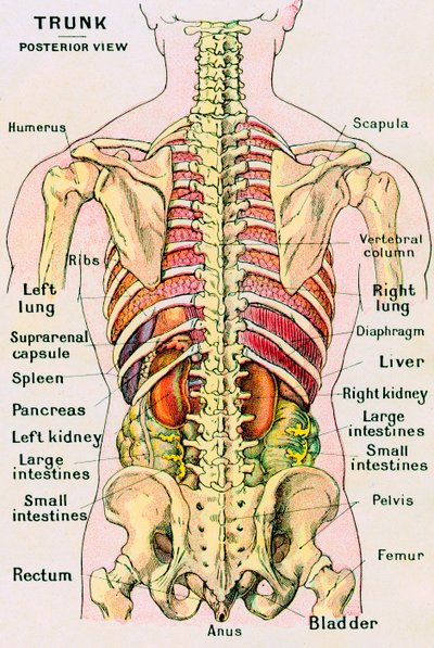 Anatomische Ansicht des menschlichen Torsos von German School