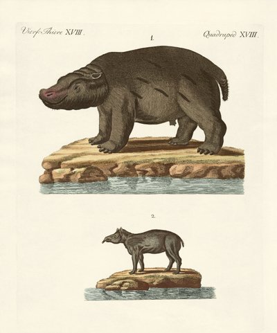 Tiere aus heißen Ländern von German School
