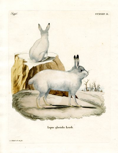 Arktischer Hase von German School