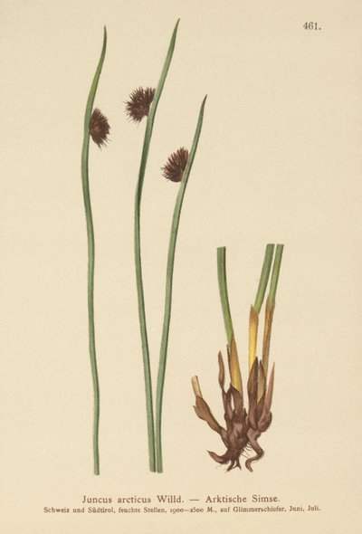 Arktische Binse (Juncus arcticus) von German School