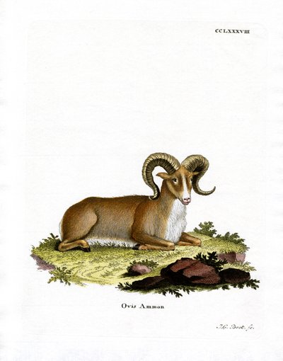 Argali von German School