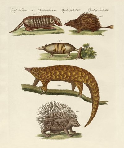 Gepanzerte und stachelige Tiere von German School