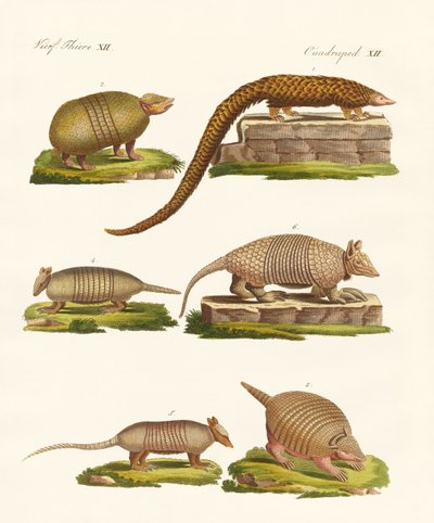 Gepanzerte Tiere von German School