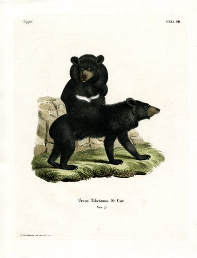 Asiatischer Schwarzbär von German School