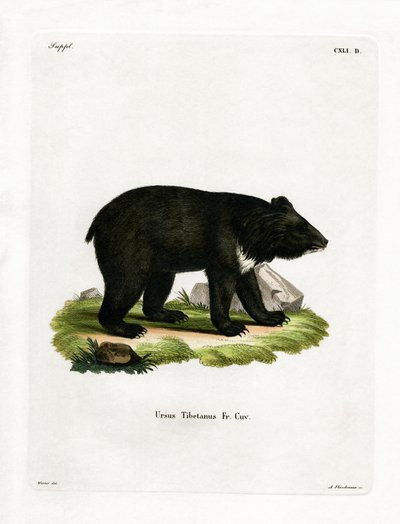 Asiatischer Schwarzbär von German School