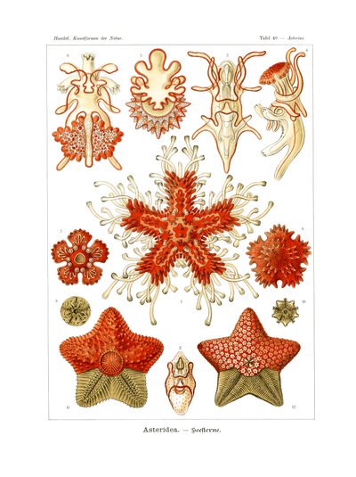 Asteridea von German School