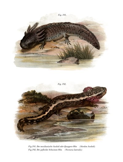 Axolotl von German School