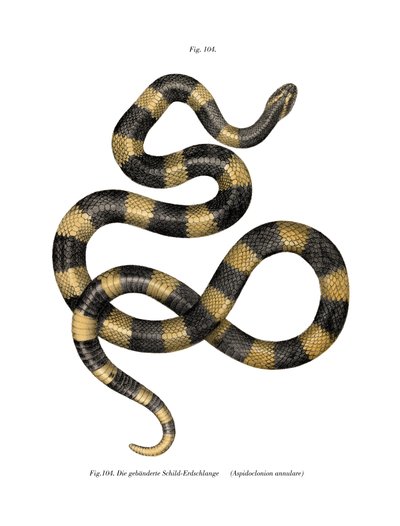 Gebänderte Krait von German School